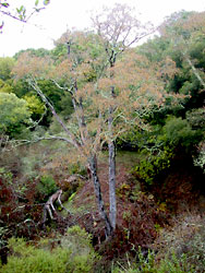 Red Alder, Alnus rubra