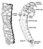 drawing of a caddis fly larva