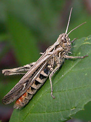 Chorthippus bruneus