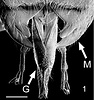 Fig. 1 mandibles 