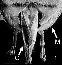 Fig. 1 mandibles 