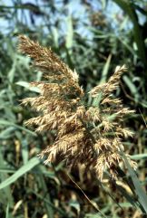 Phragmites australis