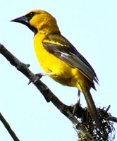 Altamira oriole