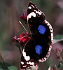 Blue Pansy (Junonia oenone), Tanzania