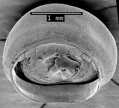 SEM_photograph_of_arm_III_sucker.