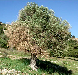 Olive tree, Olea europaea