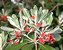 Stiffleaf cheesewood, Pittosporum crassifolium