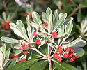 Stiffleaf cheesewood, Pittosporum crassifolium