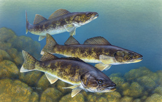 Walleye