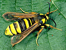 Hornet moth