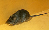 The hispid cotton rat