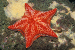 red sea star