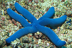 blue sea star, rare irregular specimen