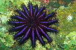 crown of thorns starfish, blue coloured variant