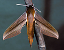 Sphinx moth