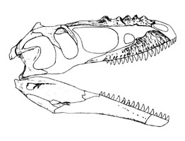 skull of Alioramus remotus