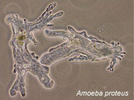 Amoeba proteus