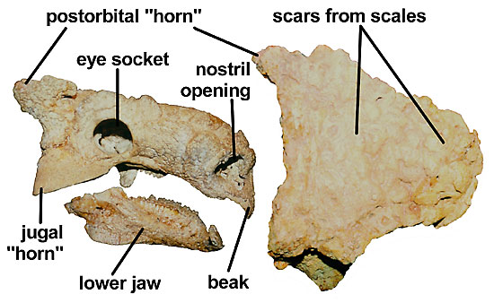 Skull of Tarchia