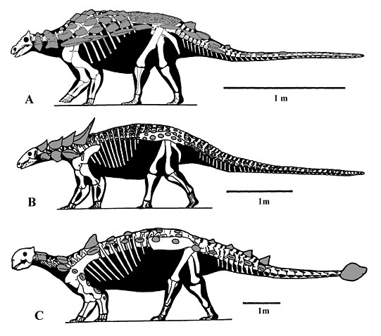 Representatives of the Ankylosauria