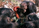 Chimpanzees (Pan troglodytes) eating meat