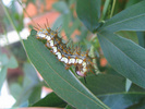 Last instar of larva of Dione moneta