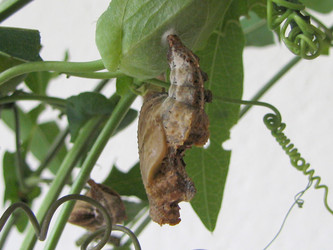 Pupa of Dione moneta