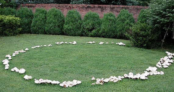 Fairy ring