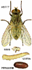 Life Stages of the house fly, Musca domestica