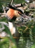 Great Crested Grebe