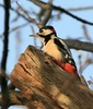 Great Spotted Woodpecker