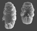 tardigrade hypsibius dujardini