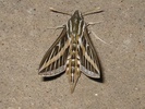 White-lined Sphinx Hummingbird Moth