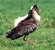 Kori bustard (Ardeotis kori) male display, Ngorongoro, Tanzania