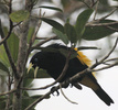 yellow rumped cacique