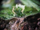 Section through a live liverwort (Marchantia) thallus with gemma cup and rhizoids.