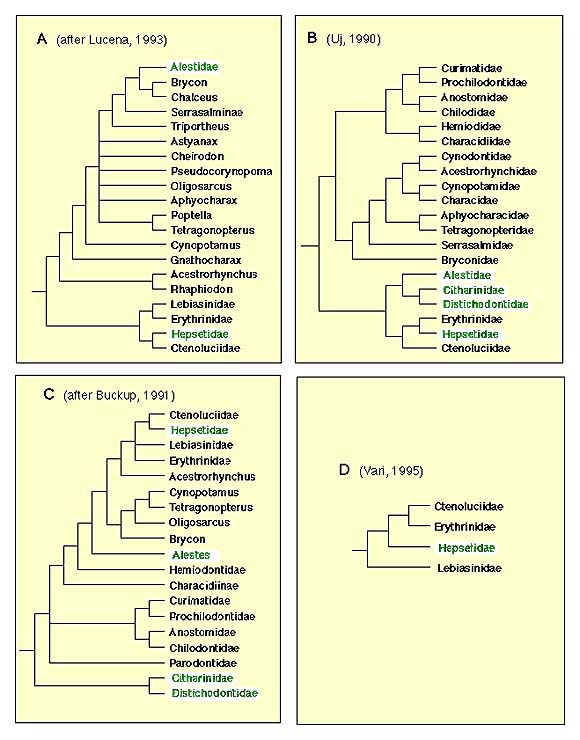 Characiformes trees