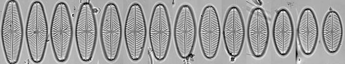 Navicula reinhardtii, size reduction