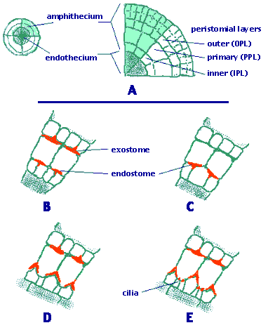 The different peristome types of Bryopsida