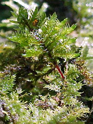 An epiphyte moss from the cloud forest near Xalapa, Veracruz, Mexico