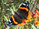 Red admiral