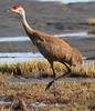 sandhill crane