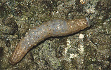 single sea cucumber on rock