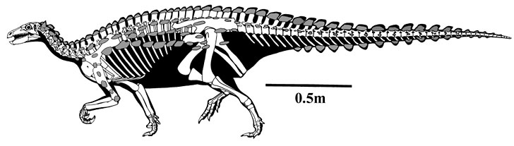 Skeletal reconstruction of Scelidosaurus harrisoni