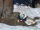 Trachypachus gibbsii habitat